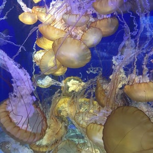 Photo of Aquarium of the Pacific