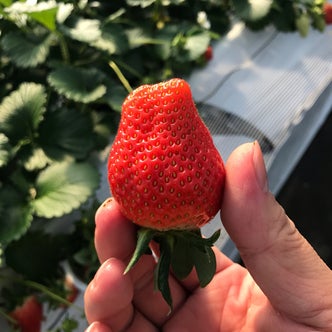 九十九里 銚子 千葉県 の市場 直売所 こころから