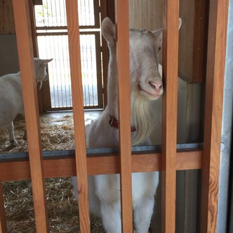 甲信越地方の動物園 こころから