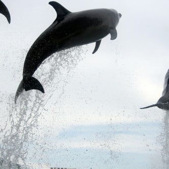 東海地方の水族館 こころから