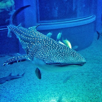 関西 近畿 地方の水族館 こころから