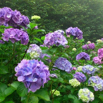 関西 近畿 地方の植物園 こころから