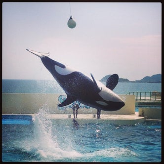 関東地方の水族館 こころから