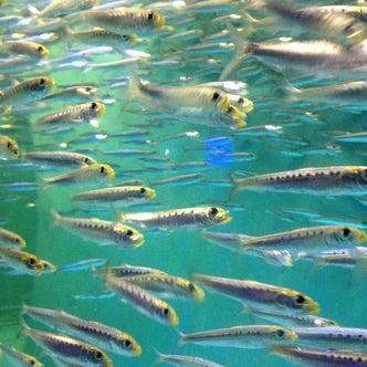 関西 近畿 地方の水族館 こころから