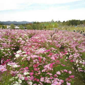柏崎 寺泊 長岡 魚沼 湯之谷温泉 新潟県 の観光スポット こころから