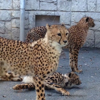 関東地方の動物園 こころから