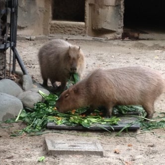 東海地方の動物園 こころから