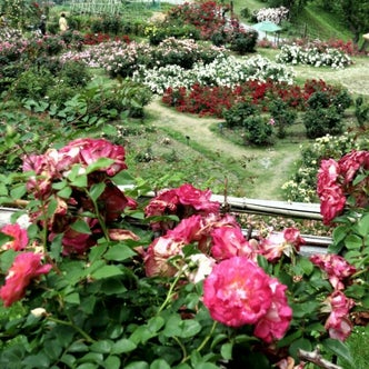 長野県の植物園 こころから