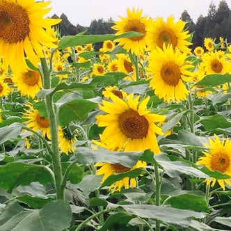 千葉県の市場 直売所 こころから