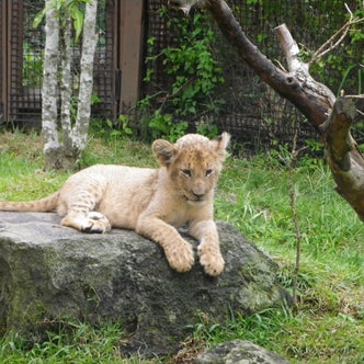 御殿場・富士（静岡県）の動物園｜こころから