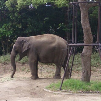 関東地方の動物園 こころから