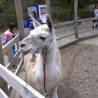 埼玉県の動物園 こころから