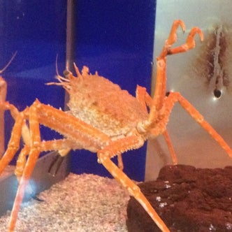 中国地方の水族館 こころから