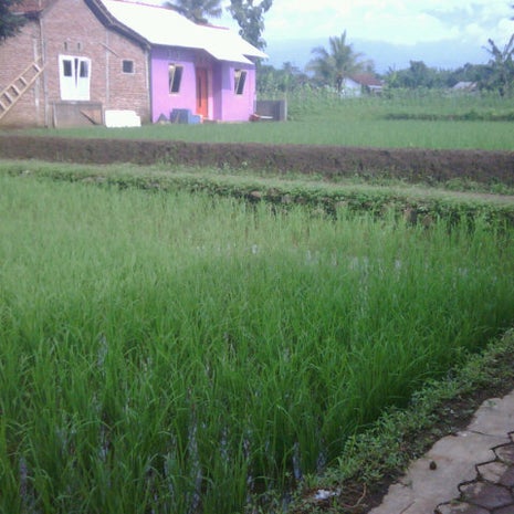 Burjo Pinggir Sawah Grendeng
