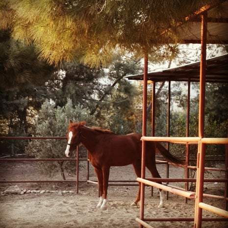 Emine Sultan Çiftliği