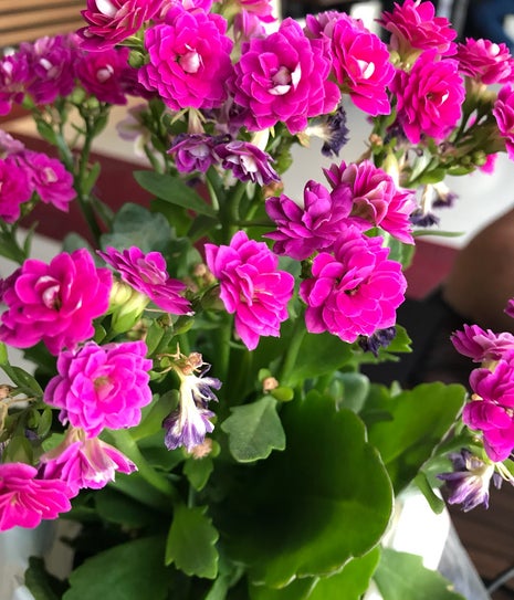 imamoglu baklava börek