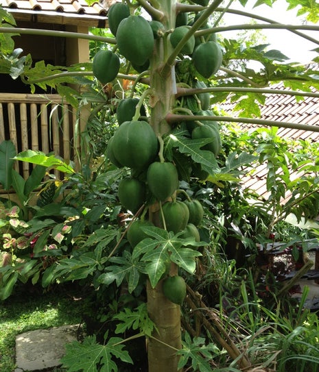 Manik Abian Bali Agriculture