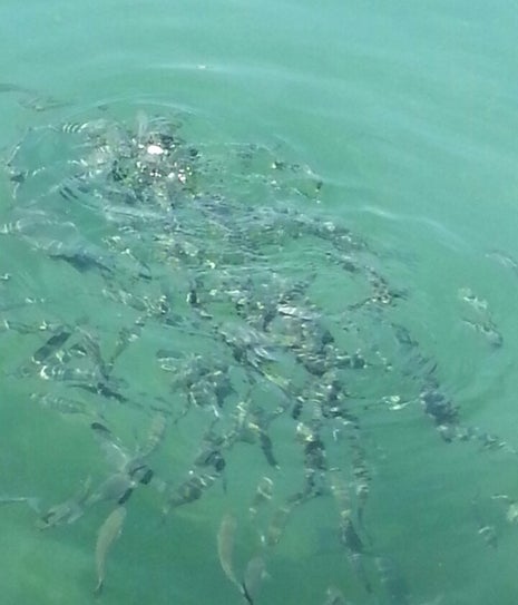 Meşhur Gözlemeci Metin Usta