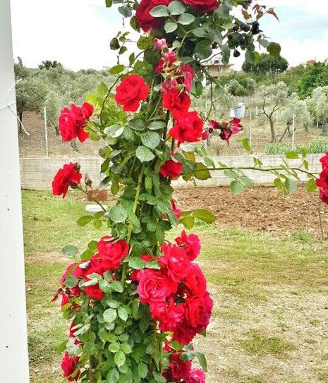 Rüzgargülü kahvaltı ve gözleme evi