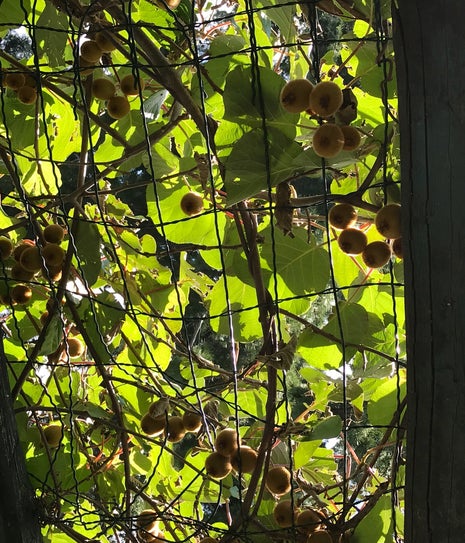 Köşem Bahçe Konaklama & Kahvaltı & Et Mangal