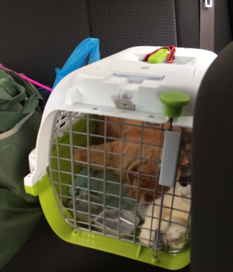 Kedai Kopi Pagi Tok Penghulu Said