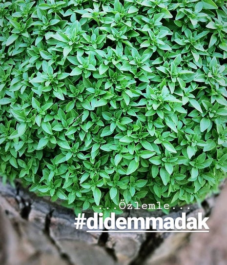 Zencefil Book&Coffee