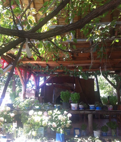 Fatma Bacı Gözleme