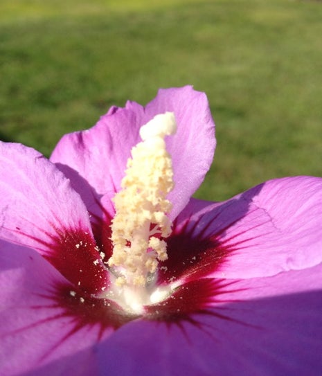 Waffles And More South