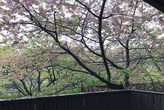 河津桜並木 静岡県 こころから