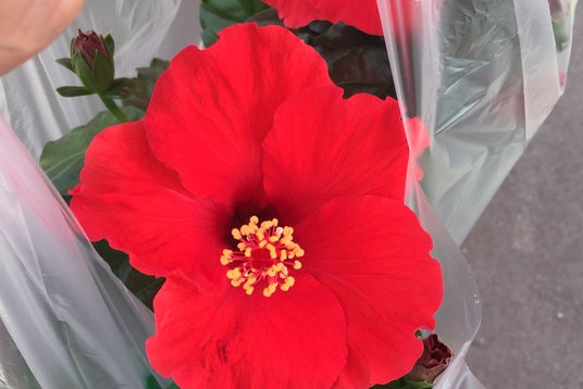 アオキスーパー 大治南店 愛知県 こころから