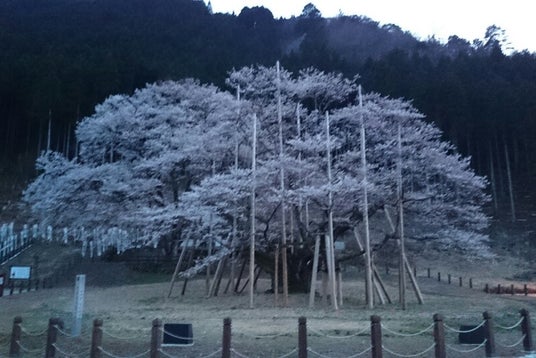 根尾谷 淡墨桜(岐阜県)|こころから