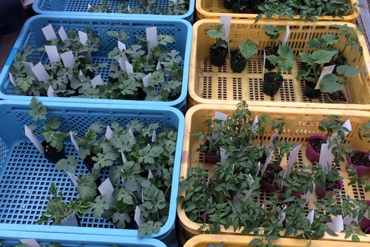 ぼてこ 幸田店 愛知県 こころから