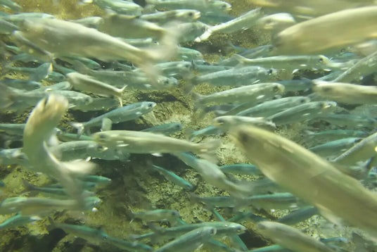 魚べい 千歳店 北海道 こころから