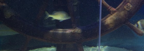 Newport aquarium oregon coupons