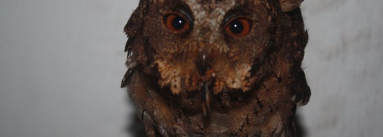 Pasar Burung Sukahaji - Pet Store