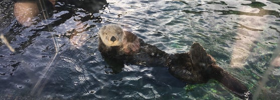 Lovely Aquarium Right In Stanley Park If You Arrive After 430pm Can Get Again The Next Day Free