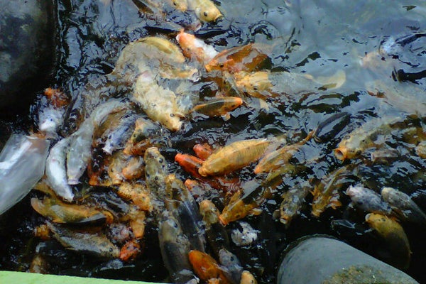 Pondok Ikan Bakar Kharitzma