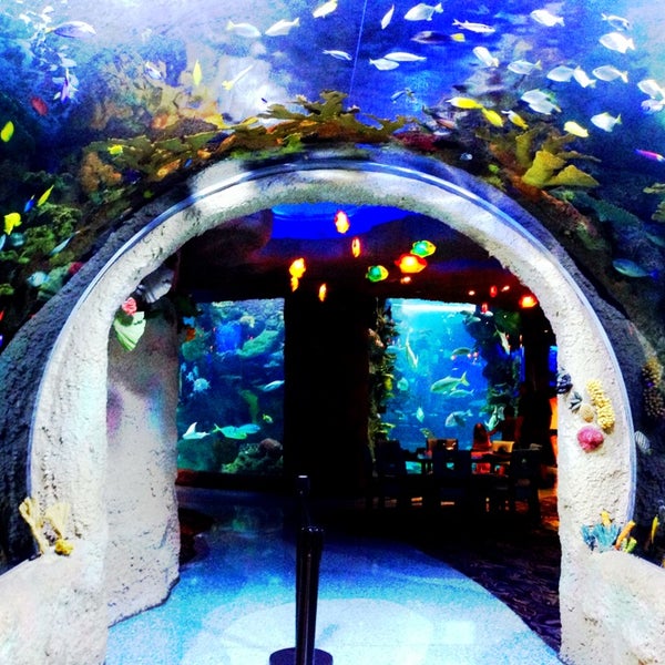 Aquarium Restaurant - 10315153 AIoeD1nv9GXkDZVE8C1bYO1 96lTWCYxJN80YQjy6EI