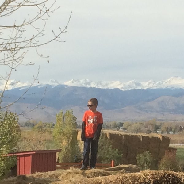 Sunflower Farm Longmont, CO