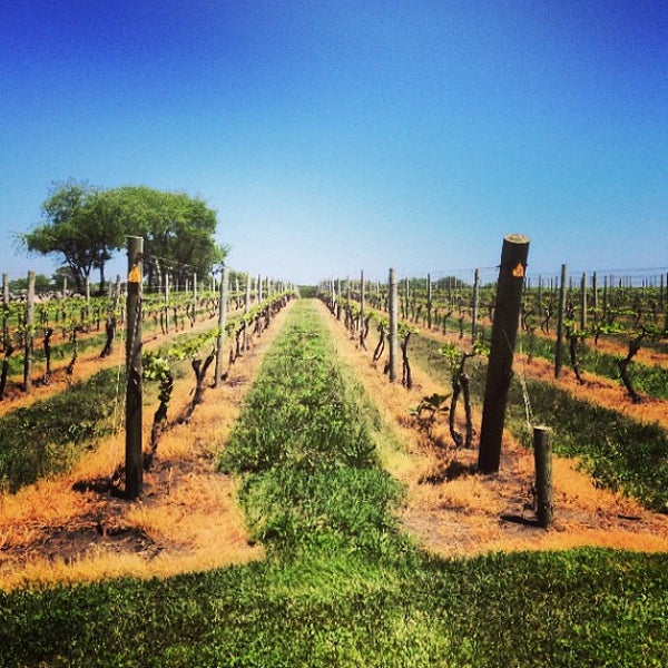 Carolyn's Vineyard Little Compton, RI