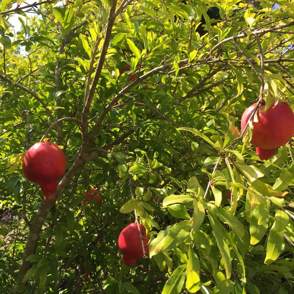 Photos At Exotica Rare Fruit Nursery Garden In Vista Photo Taken At Exotica Rare Fruit Nursery By Leif E P On 7 20 2017