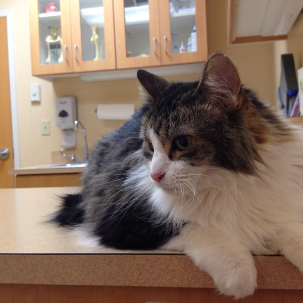 American Animal Hospital Northwest Omaha 0 tips