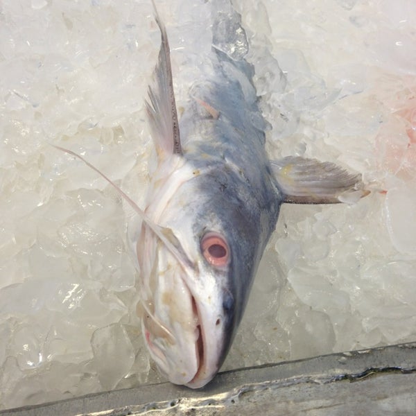 Katie's Seafood Market Fish Market in Galveston Harbor