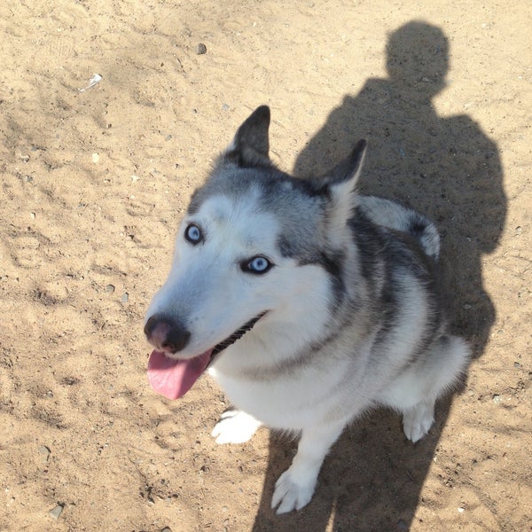 Redondo Beach Dog Friendly Redondo Beach Dog Friendly