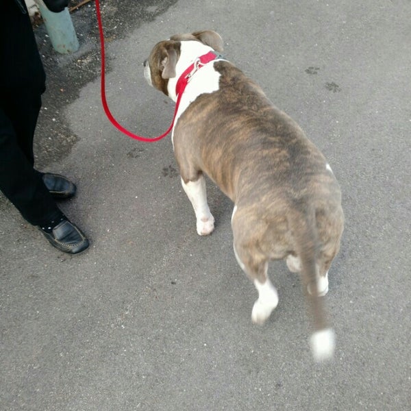 Animal Protective Association Animal Shelter in Brentwood