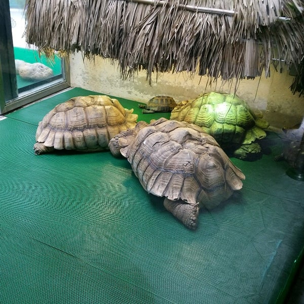 Tuen Mun Park Reptile House 屯門公園爬蟲館 屯门 屯門, 屯門區