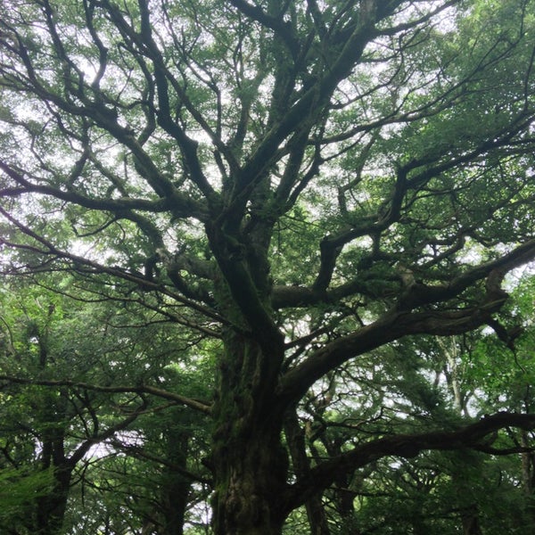 Where's Good? Holiday and vacation recommendations for Jeju-Do, South Korea. What's good to see, when's good to go and how's best to get there.