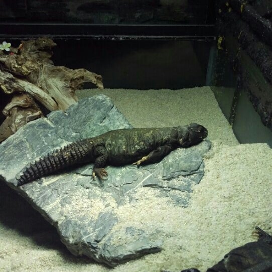 Tuen Mun Park Reptile House 屯門公園爬蟲館 屯门 屯門, 屯門區