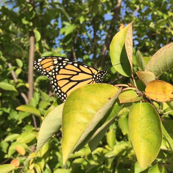 Humber Bay Butterfly Habitat Other Great Outdoors in Toronto
