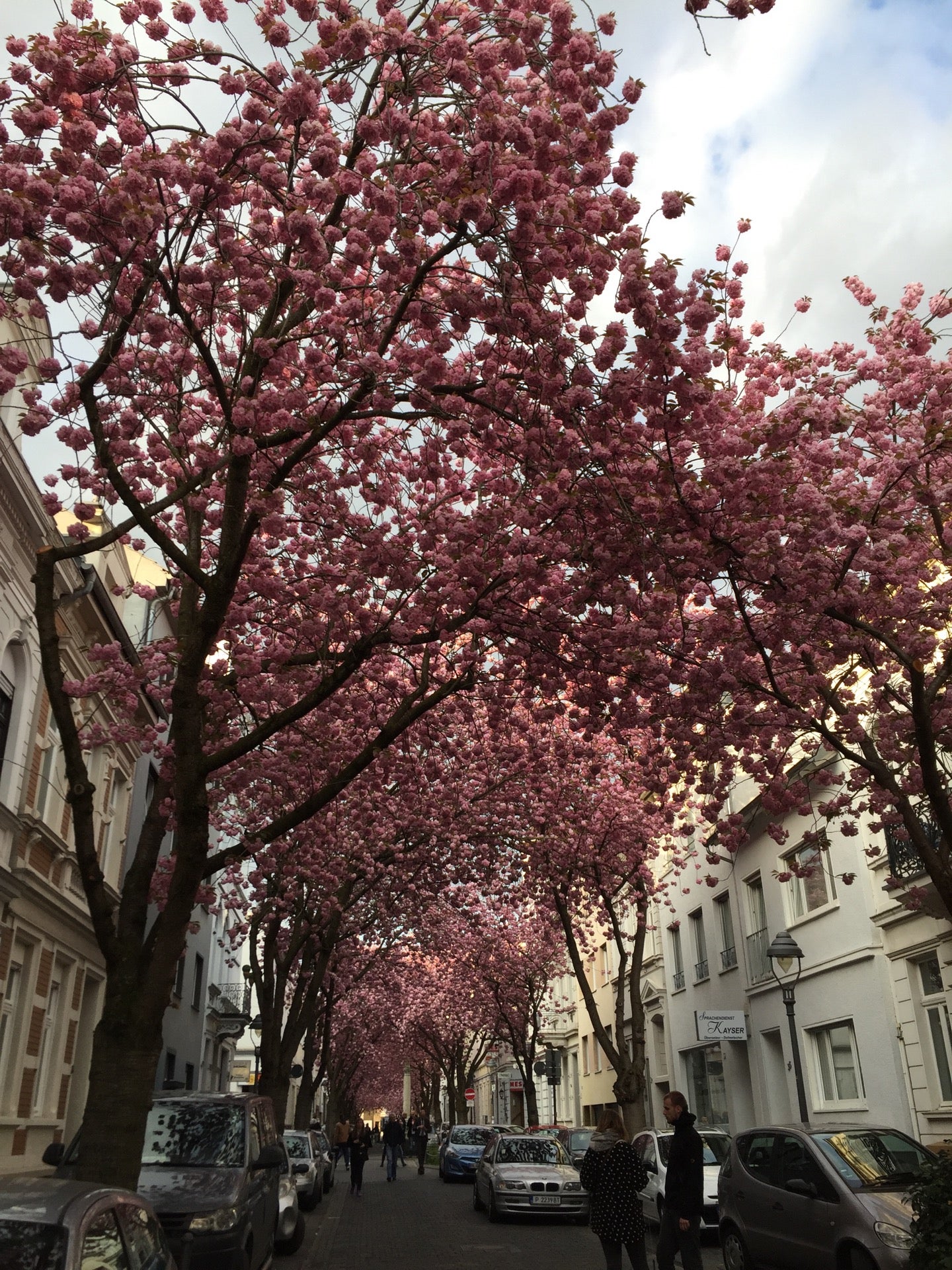Cherry Blossom Avenue Nordstadt Heerstra e Cherry Blossom Avenue Nordstadt Heerstra e